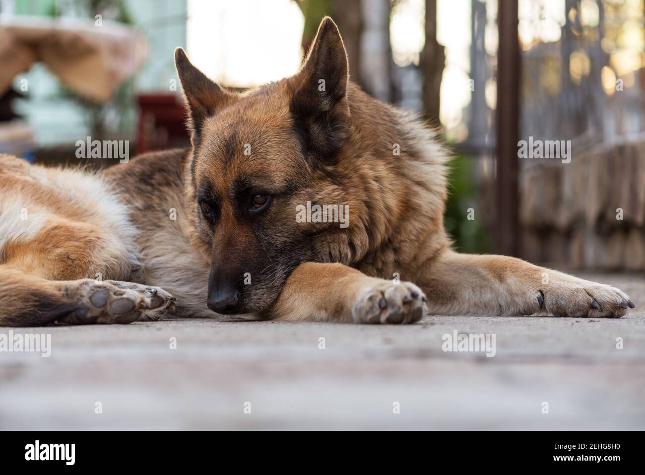 German shepherd dog portrait im Freien im Sommer. Stockfoto