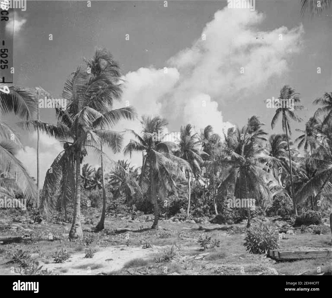 Palmen auf der Enyu Insel stehen noch nach der Operation Crossroads, 1947 (DONALDSON 50). Stockfoto