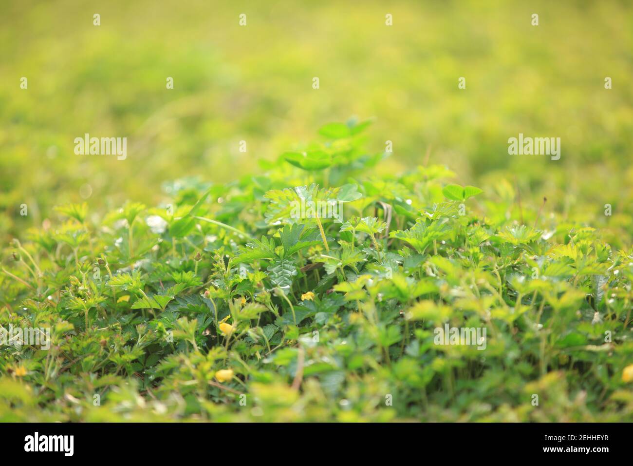 Grashintergrund, grüner Hintergrund, Nahaufnahme Stockfoto