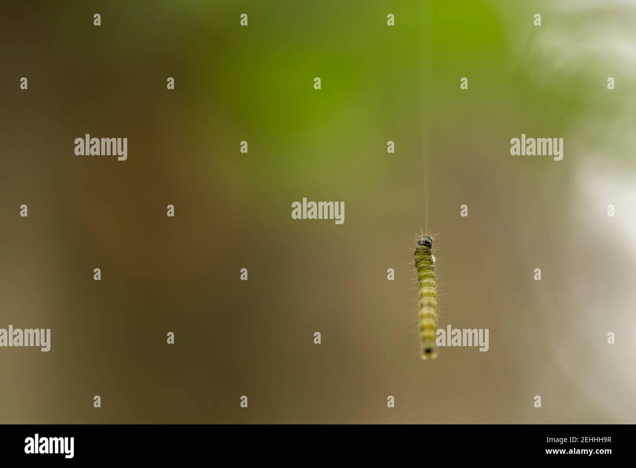 Grüne und gelbe Raupe (Lepidoptera), die sich an einem Faden von festhält Seide mit Bokeh Hintergrund im Frühjahr Stockfoto