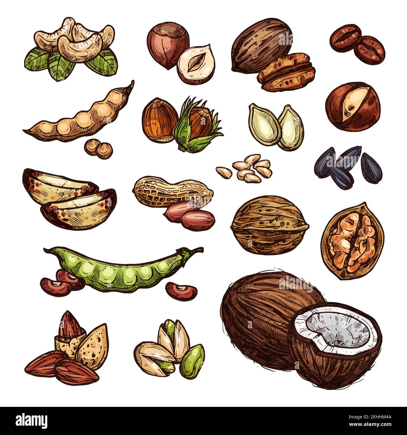 Nüsse und Bohnen skizzieren Bio-Farm Kokosnuss, Erdnüsse, Pistazien und Walnüsse. Vector isolierte Nüsse Ernte von Sonnenblumenkernen, Cashews oder Mandeln und f Stock Vektor