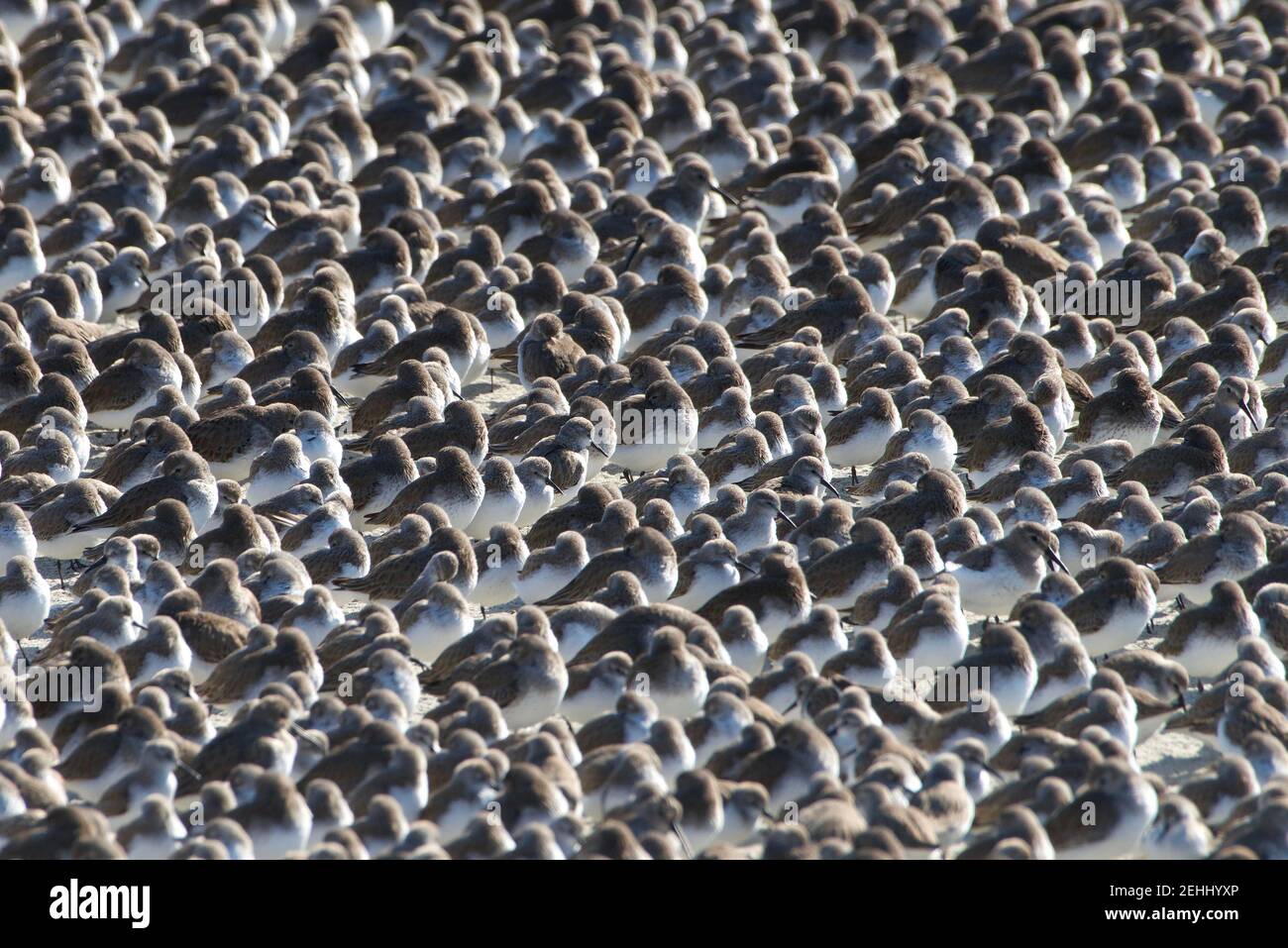 Hunderte von Streichen zusammen auf einem Strand eingepackt in dicht Zusammen mit Vögeln Stockfoto