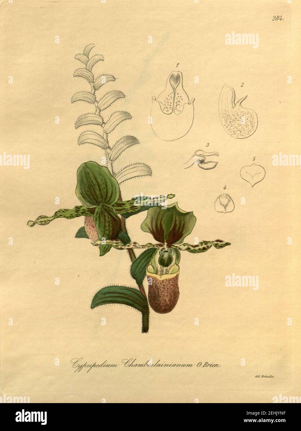 Paphiopedilum victoria-regina (als Cypripedium chamberlainianum) - Xenia 3-284 (1896). Stockfoto