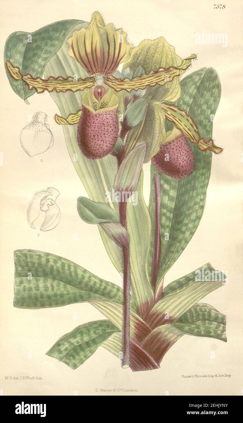 Paphiopedilum victoria-regina (als Paphiopedilum chamberlainianum) - Curtis' 124 (Ser. 3 Nr. 54) pl. 7578 (1898). Stockfoto