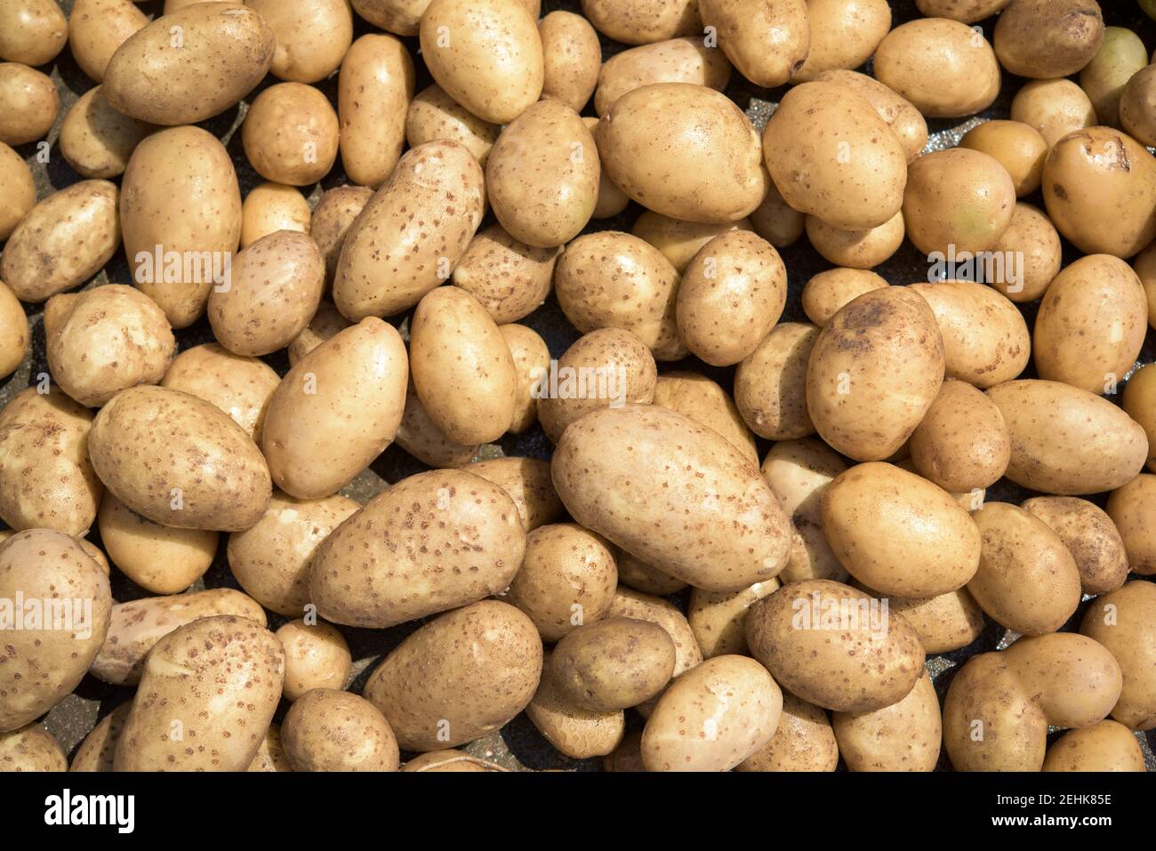 Frisch aus dem Boden entfernt und Kartoffeln gewaschen Stockfoto