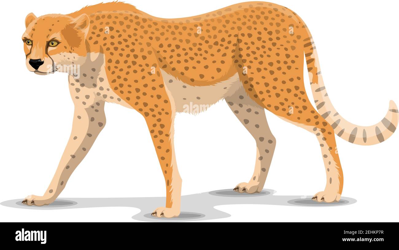 Cheetah Tier Cartoon-Charakter. Vector isolierte afrikanische wilde Puma  oder guepard und Leopard Feline Arten. Afrika Zoo, Zoologie oder Jagd  Safari op Stock-Vektorgrafik - Alamy