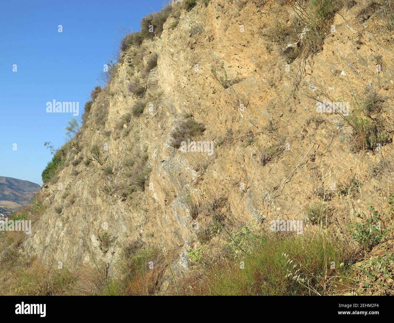 Pflanzen hängen an der Felswand beim Straßenschneiden in Alora, Andalusien Stockfoto