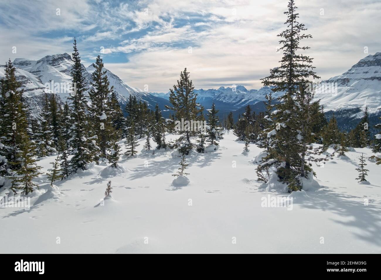 Subalpine Wald und Snowy Meadow mit entfernten Rocky Mountain Peaks Landschaft. Winter Schneeschuhwandern Skitour im Banff National Park, Canadian Rockies Stockfoto