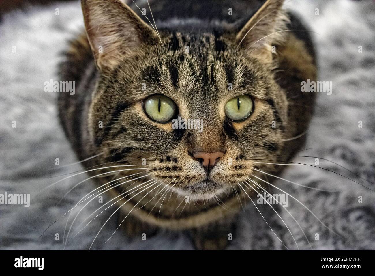 Junior's / Big Daddy. Reste Spokane Rettungskatze Stockfoto