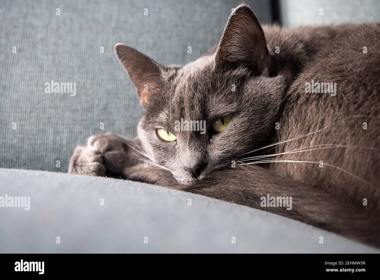 Faule russische blaue Rasse Katze ruht auf dem Sofa. Stockfoto