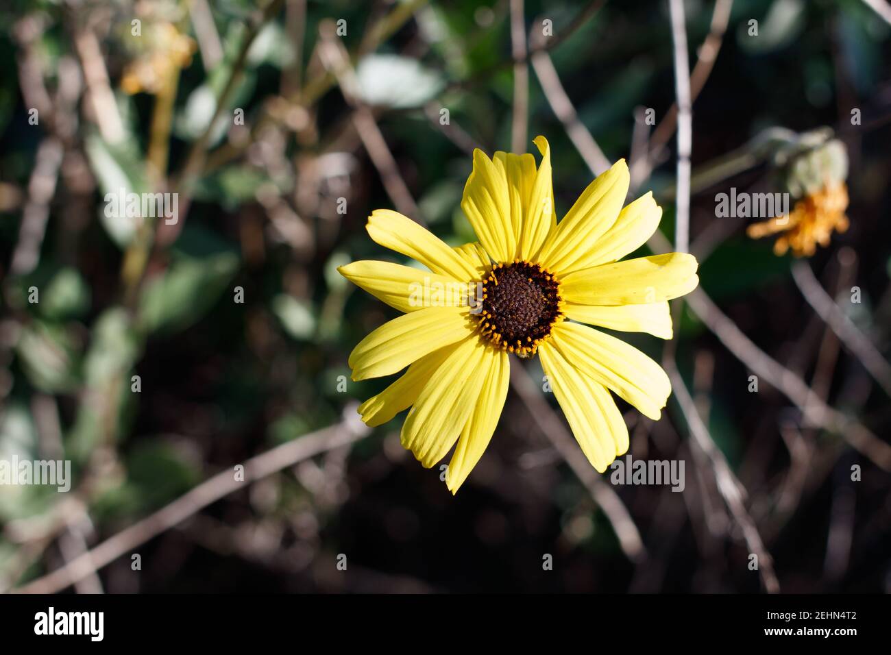 Gelbe Kopfblüte der Küste Brittlebush, Encelia californica, Asteraceae, einheimischen Strauch, Ballona Süßwasser Marsh, Südkalifornien Küste, Winter. Stockfoto