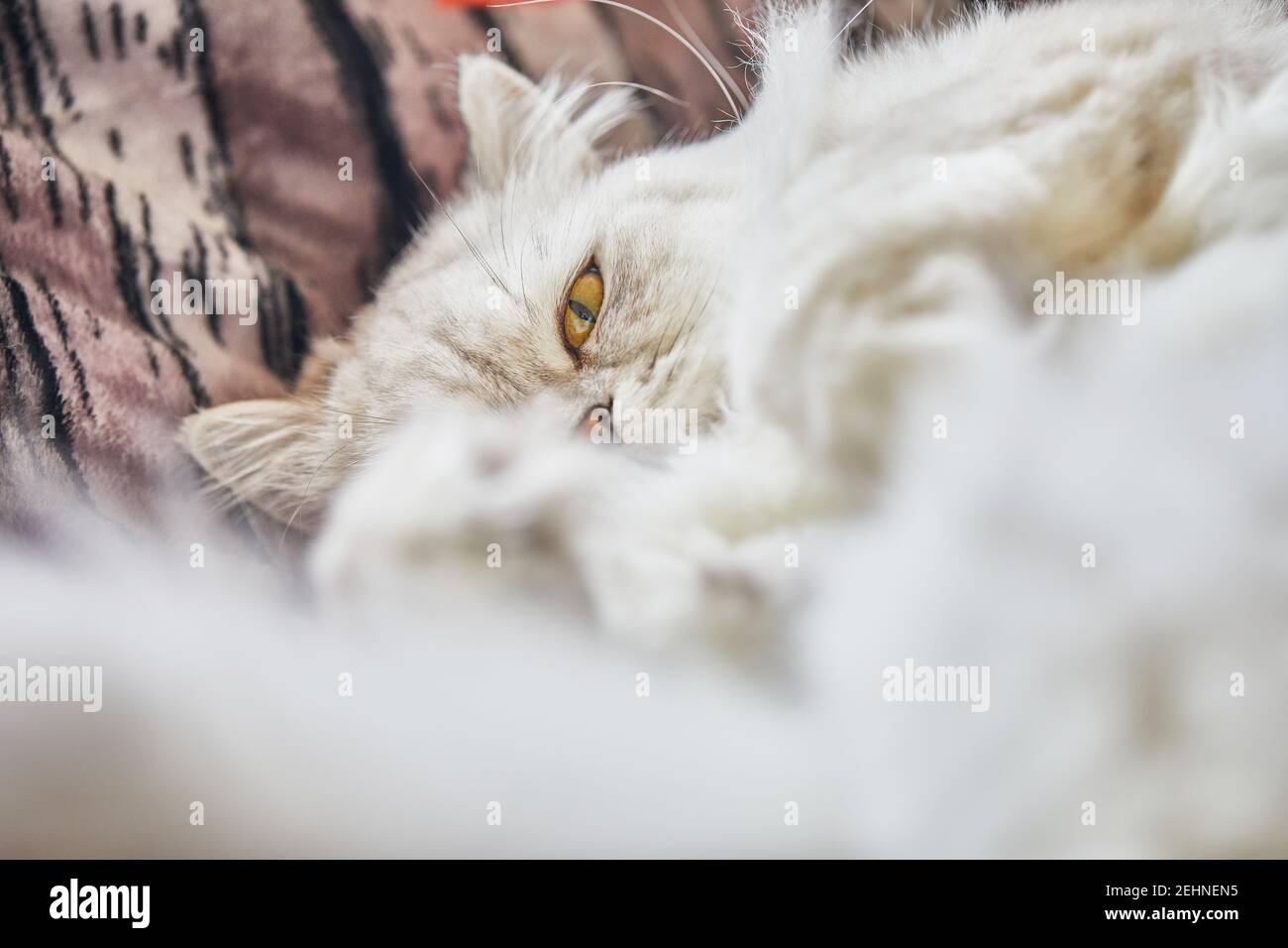 Britische langhaarige weiße Katze liegt in einer lustigen Pose auf dem Bett. Stockfoto