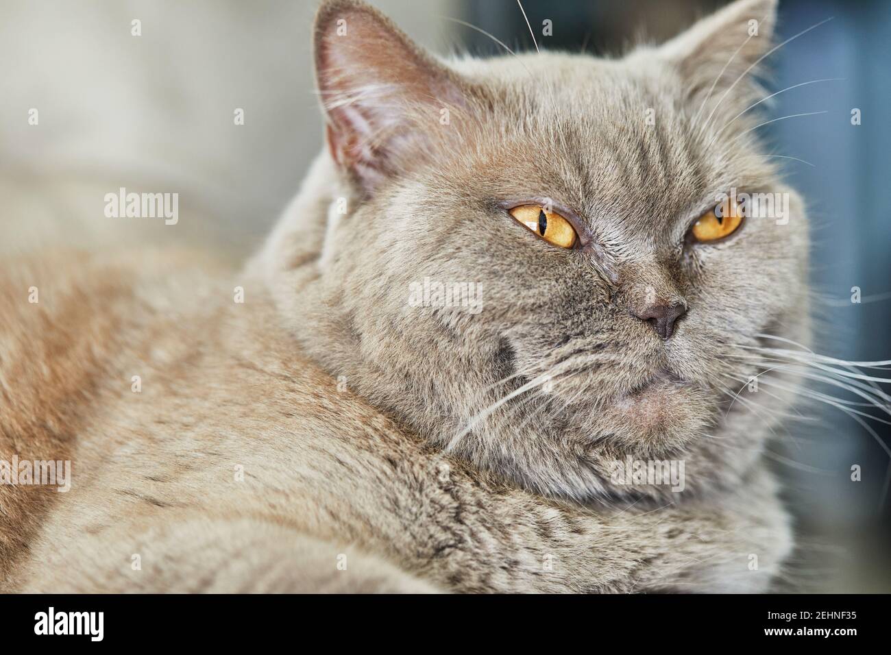Britische graue Katze sitzt auf der Couch, Nahaufnahme. Stockfoto