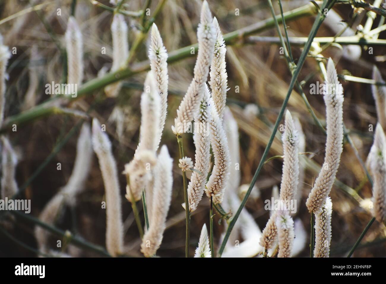 Selektive Fokusaufnahme von Feldwiese Fuchsschwanzgras Stockfoto