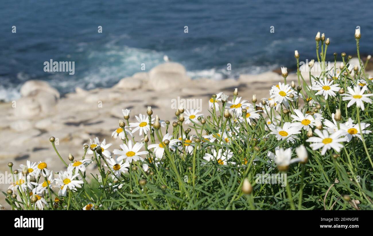 Einfache weiße Ochsenaugen-Gänseblümchen im grünen Gras über dem pazifik, die Wellen spritzen. Wildblumen auf der steilen Klippe. Zarte Marguerite in Blüte in der Nähe von Gewässern Stockfoto