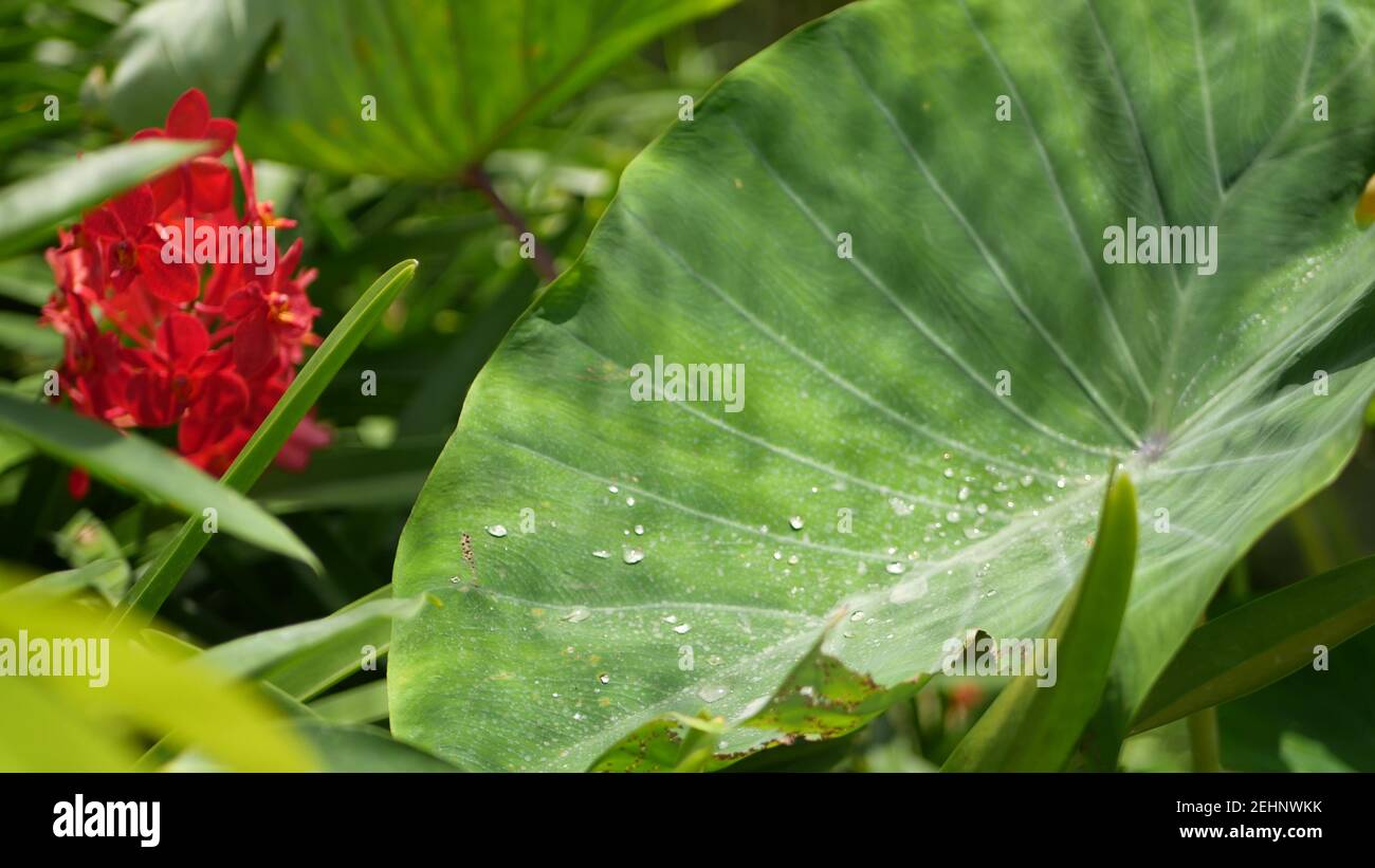 Verschwommenes Makro aus nächster Nähe, farbenfrohe tropische Orchideenblüten im Frühlingsgarten, zarte Blütenblätter inmitten von sonnigem, üppigem Laub. Abstrakt natürlichen exotischen Hintergrund w Stockfoto