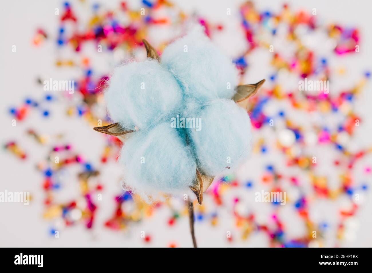Eine blaue Baumwollblume auf buntem Hintergrund Stockfoto