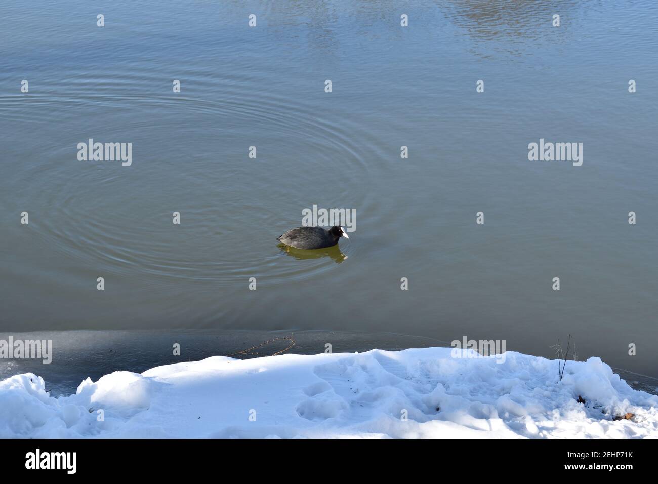 Ein einsamer Ruß, der in einem See in der Nähe von Oss, Niederlande, mit einer schneebedeckten Bank in der Nähe schwimmt Stockfoto