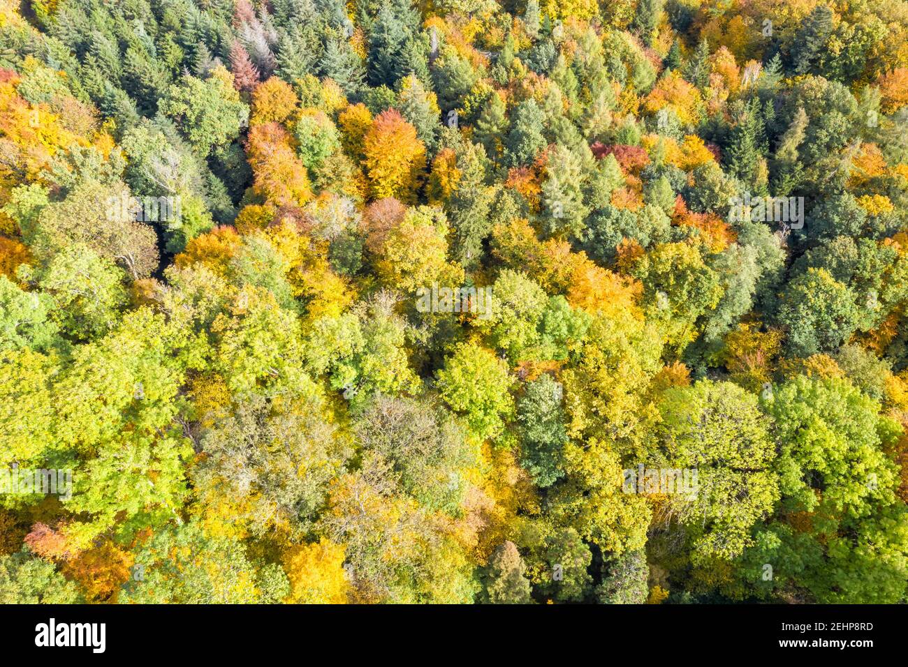 Bäume Baum Herbst Herbst Wald Wälder bunte Blätter Saison Drohne Luftbild Foto Ansicht Hintergrund Hintergründe Stockfoto