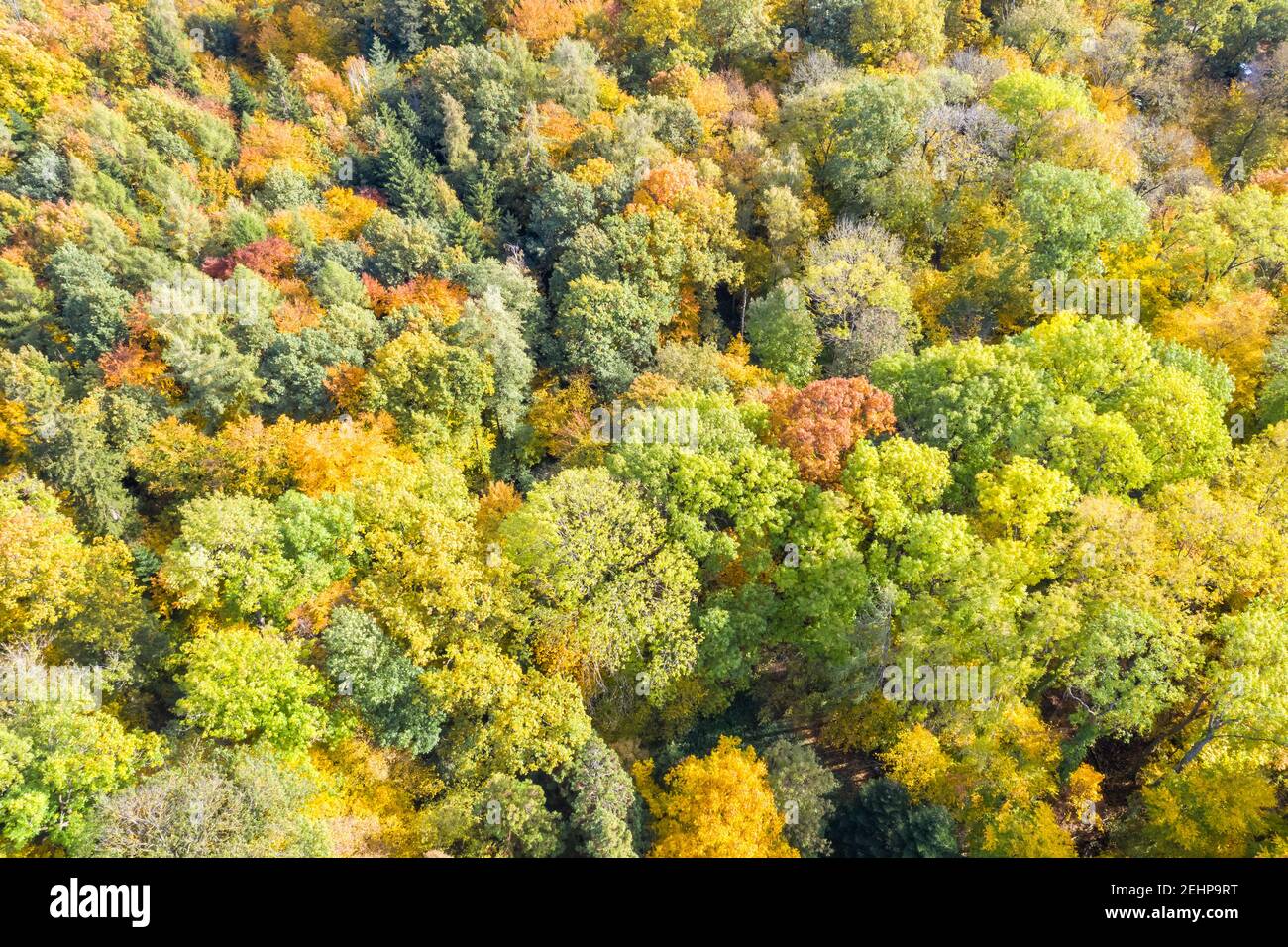 Herbst Herbst Bäume Baum Wald Wälder bunte Blätter Saison Luft Fotoansicht Reise Stockfoto