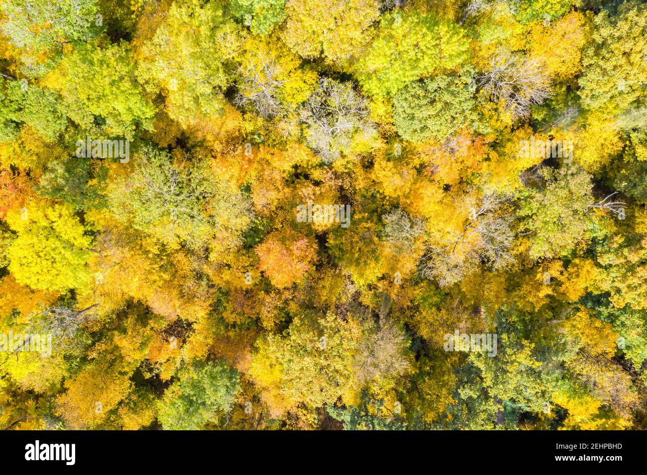 Hintergrund Herbst Herbst Bäume Baum Wald Wälder bunte Blätter Saison Luftbild Drohne Ansicht Hintergründe Stockfoto