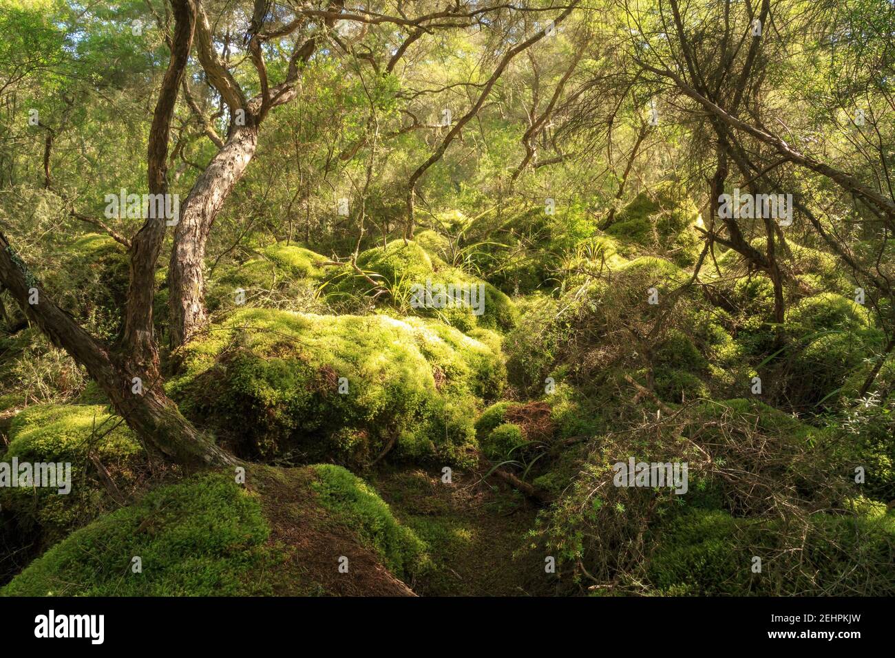 Ein Wald von manuka Peeling in Neuseeland. Der sonnenbeschlagte Boden darunter ist in Mooshöhlen bedeckt Stockfoto