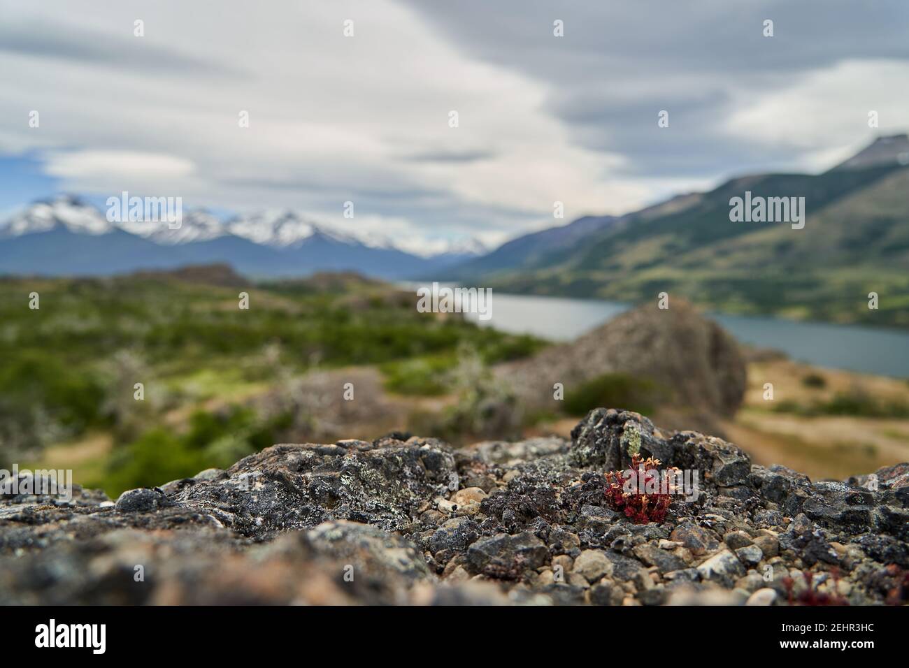 Hardy kleine rote Blume wächst auf einfachen Felsen. Flache Tiefe des Feldes, offene Landschaft in Patagonien mit dramatischen Himmel, ein See in einem Tal, Schnee covere Stockfoto