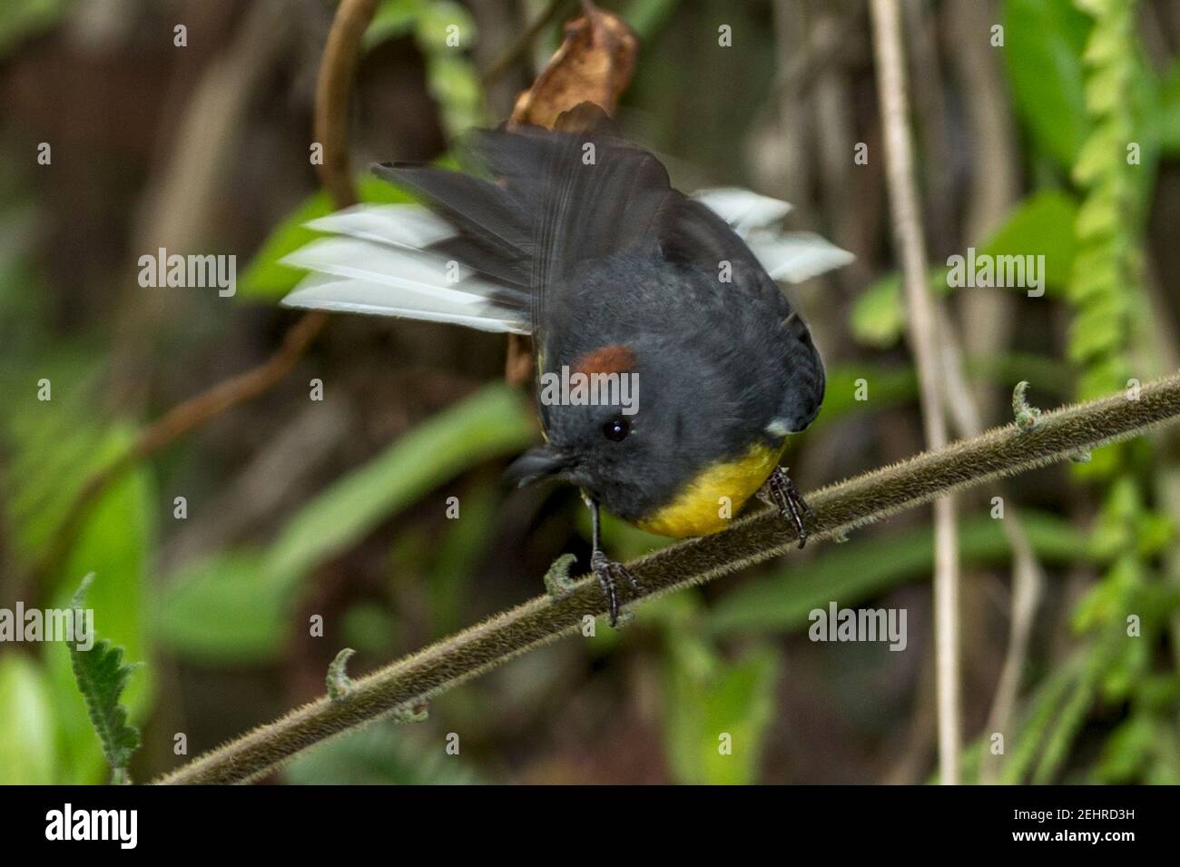 Schieferkehliger Rottanz, Myioborus miniatus, Weg zu den Gocta Falls, Cocachimba, Peru Stockfoto
