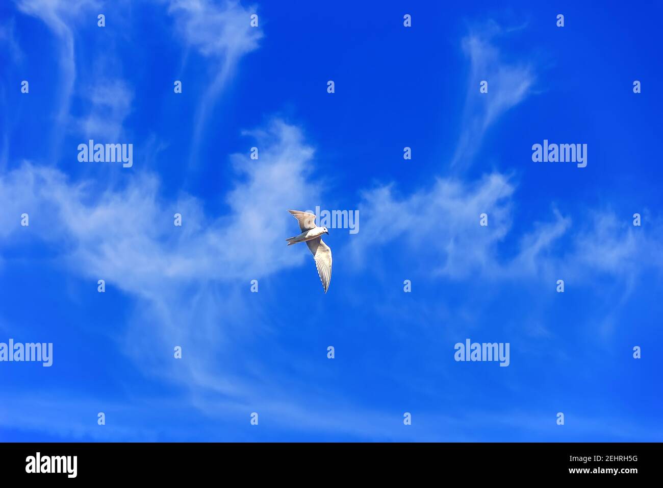 Sabines Möwe (Xema sabini) im Wintergefieder vielleicht. Der Ort der Überwinterung. Schöne Wolken gestreckt. Sri Lanka, dezember Stockfoto