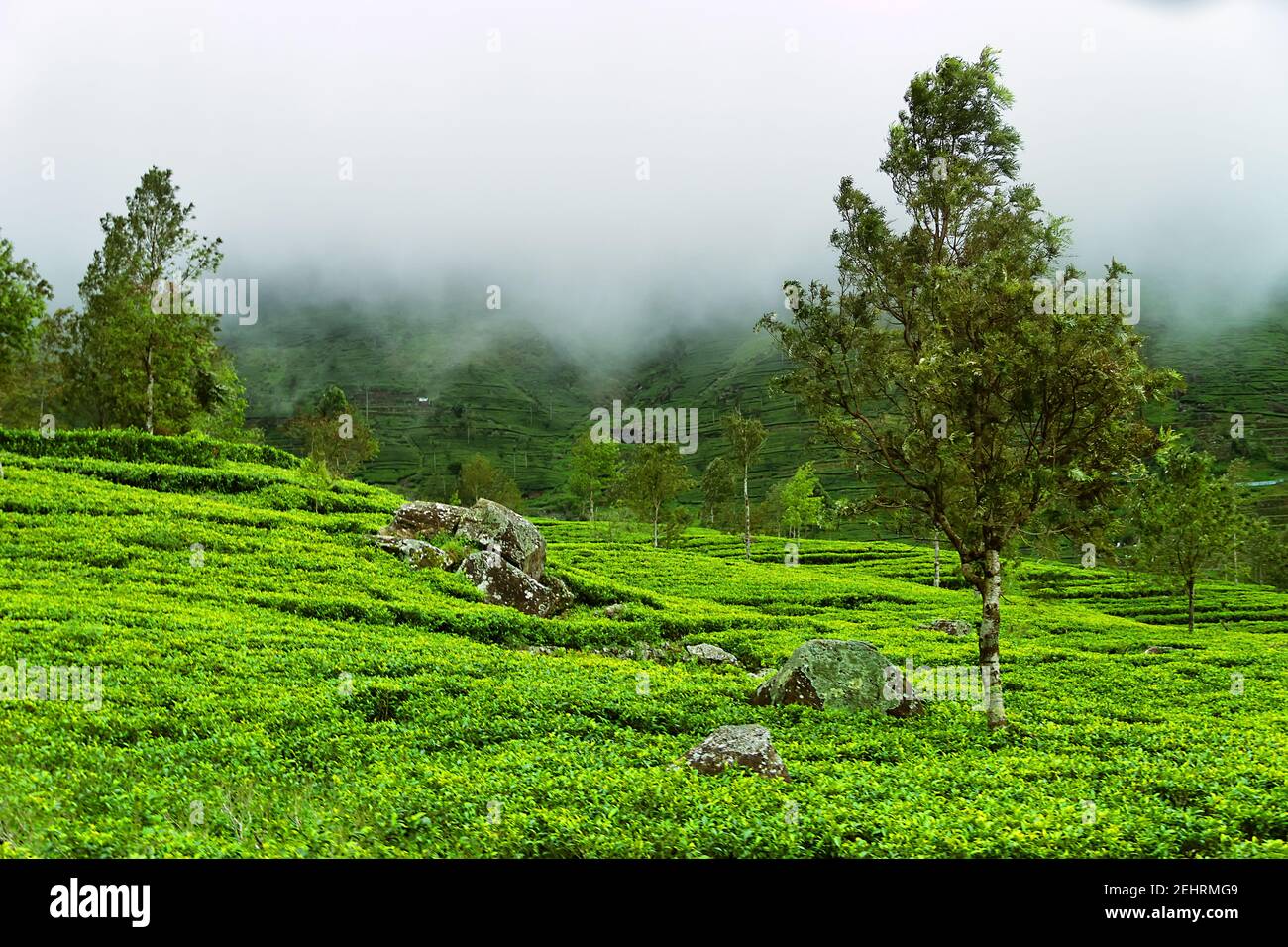 Ausgezeichnete gepflegte Ceylon Tee (orange pekoe in Camellia sinensis) Plantagen im Winter. Plantage ist von Resten von Regenwald umgeben. Sri Stockfoto