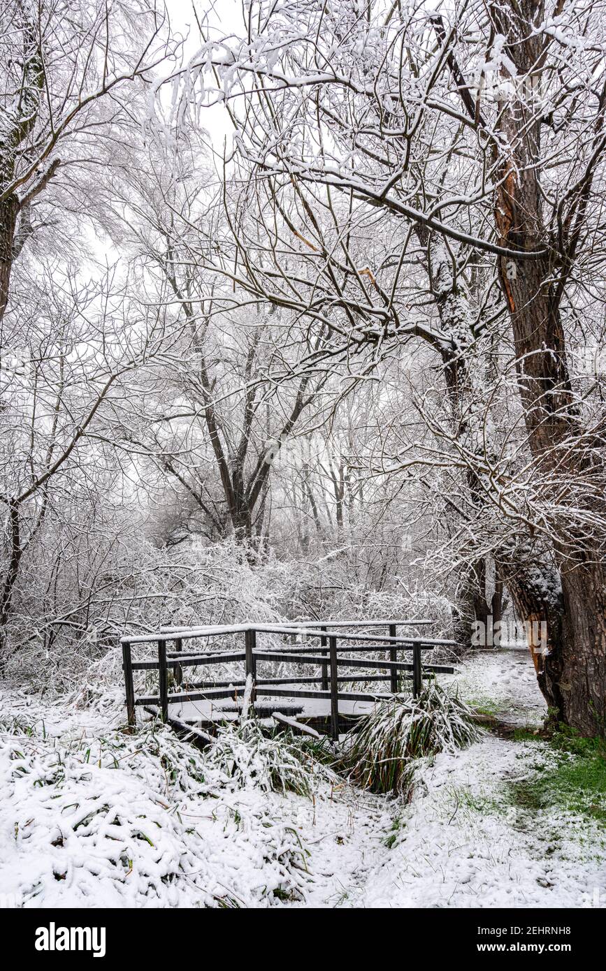 Wald bedeckt mit Schnee mit einer Brücke über einen Strom von heißem schwefelhaltigen Wasser. Stockfoto