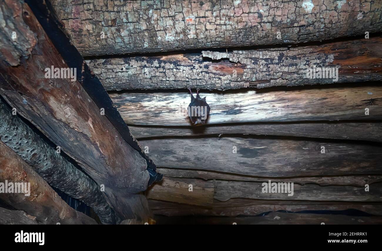 Große Hufeisenfledermaus (Rhinolophus ferrumenquinum) unter dem Dach eines verlassenen Hauses. Nasenauswuchs dienen dazu, einen Strahl von Echoortung Signale zu bilden. Stockfoto