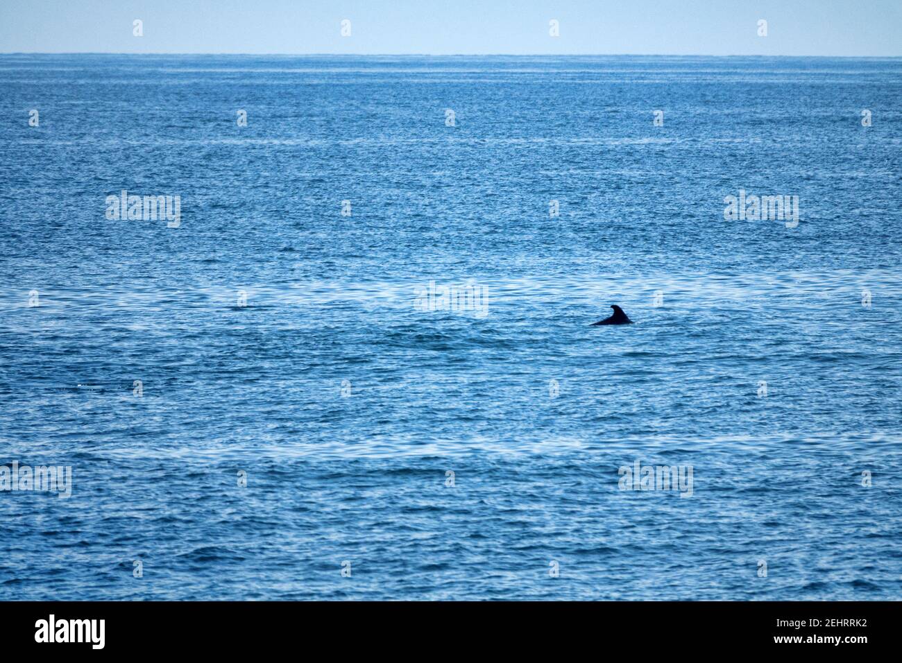 Seascape mit Delfinflosse Stockfoto