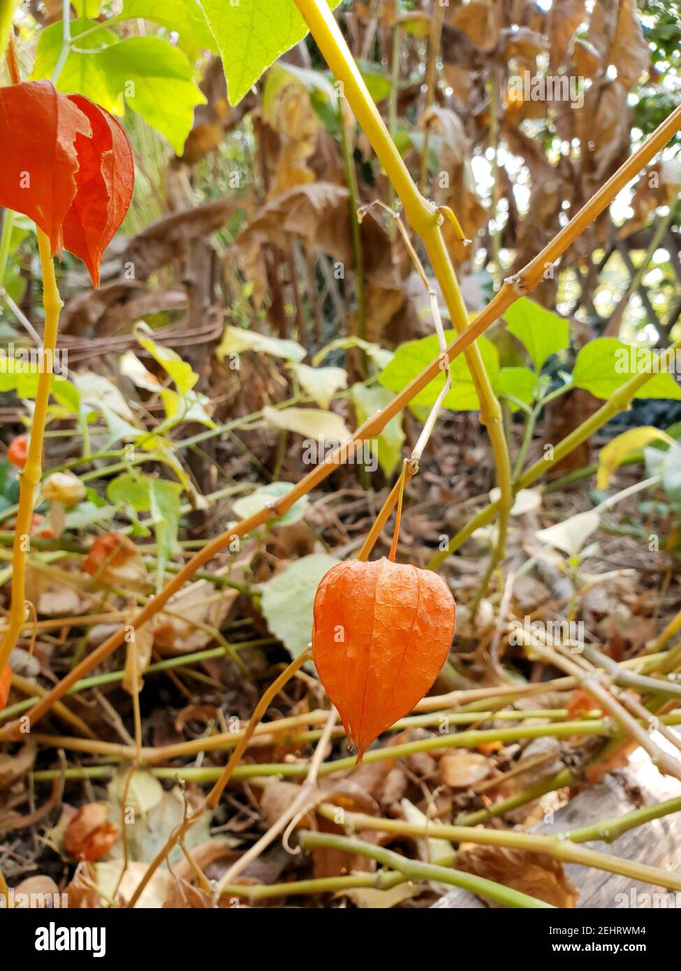 Schöne orange Blume vor dem Hintergrund von Gras und Blättern Stockfoto