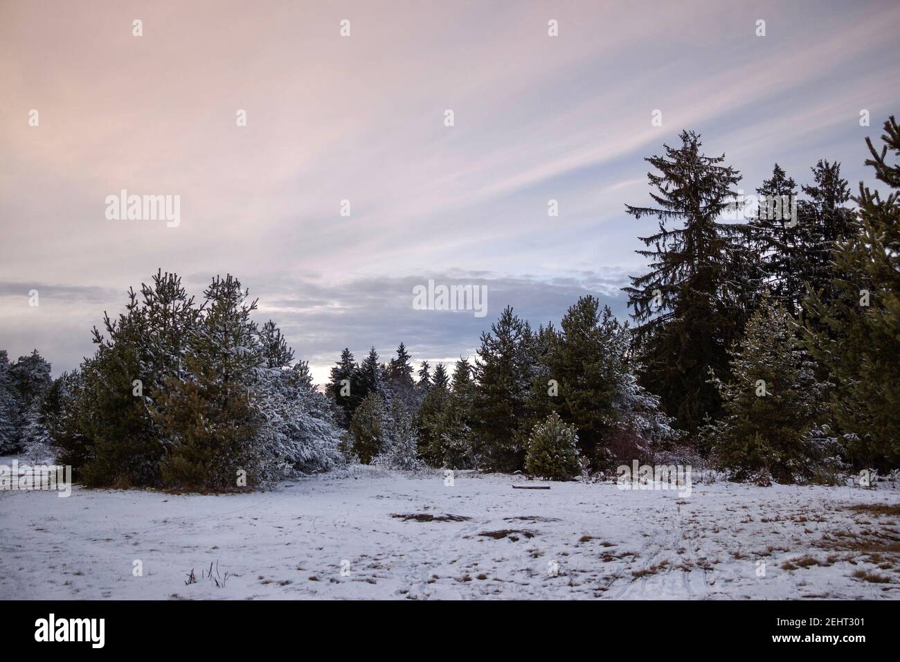 Schöne Winterlandschaft.Blick auf Pinien mit Schnee und bunten Himmel in Rila Berg, Bulgarien bedeckt Stockfoto