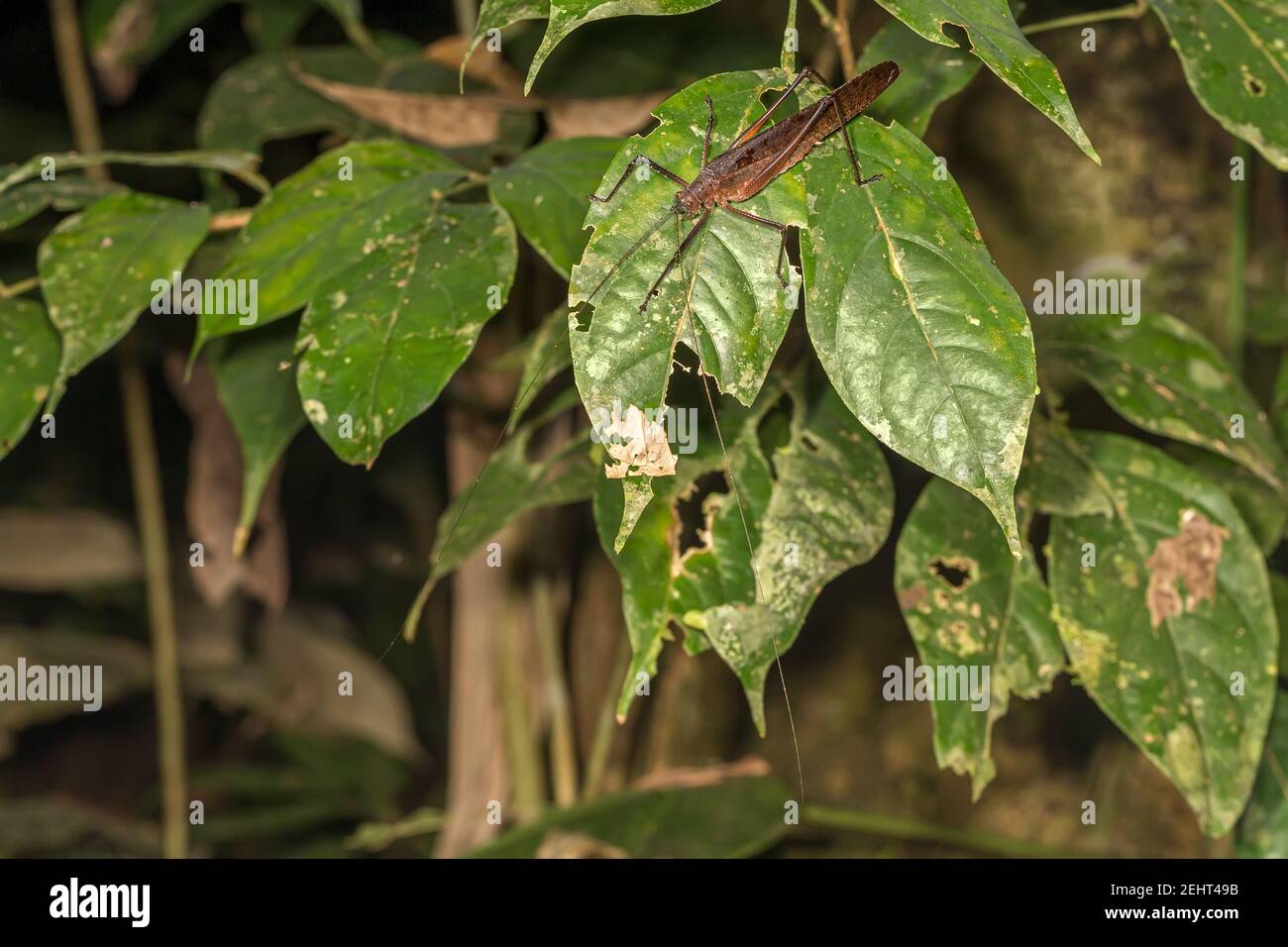 Langhörner-Heuschrecke, Tettigoniidae sp., Amazonas-Regenwald, Napo-Fluss, Yasuni, Yasuni-Nationalpark, Ecuador Stockfoto