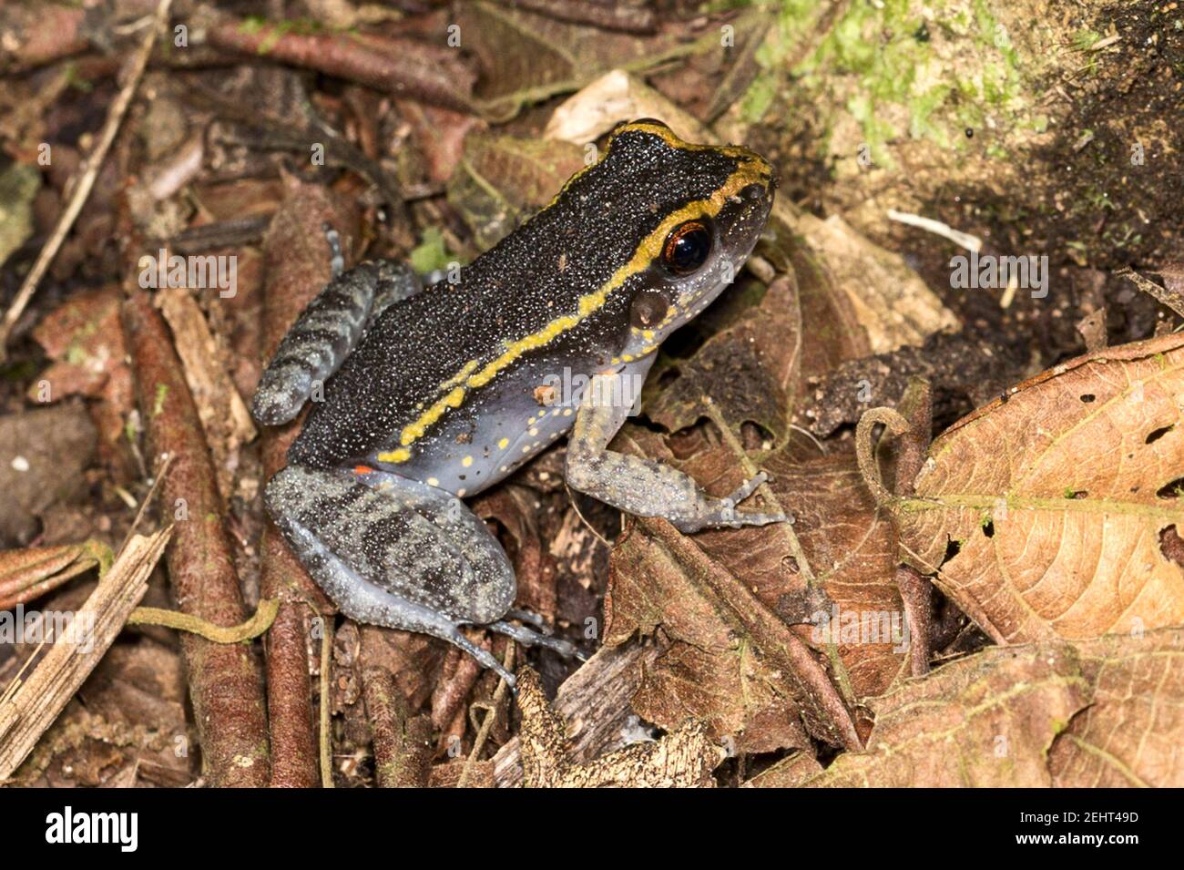 Giftpfeilfrosch aka Dartgiftfrosch, Giftfrosch oder früher Giftpfeilfrosch, in der Familie Dendrobatidae, Amazonas-Regenwald, Napo-Fluss, Yasuni, Stockfoto