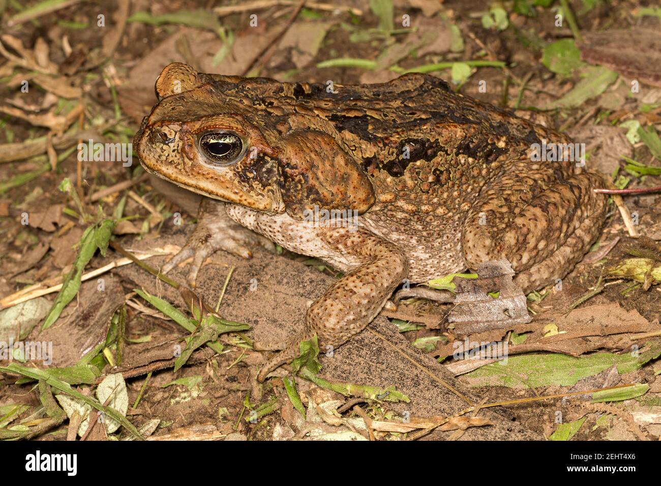 Rohrkröte, Rhinella Marina, auch bekannt als riesige neotropische Kröte oder Marine Kröte, größte einheimische terrestrische Kröte, Amazonas Regenwald, Napo Fluss, Yasuni, Ya Stockfoto