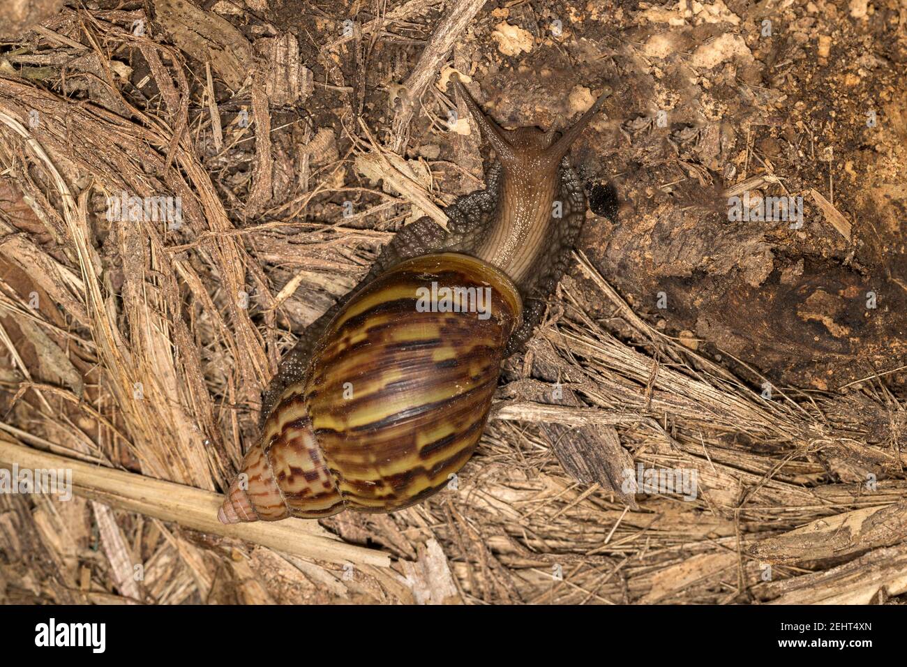 Riesenlandschnecke, Acavus phoenix, Amazonas-Regenwald, Napo-Fluss, Yasuni, Yasuni-Nationalpark, Ecuador, Stockfoto