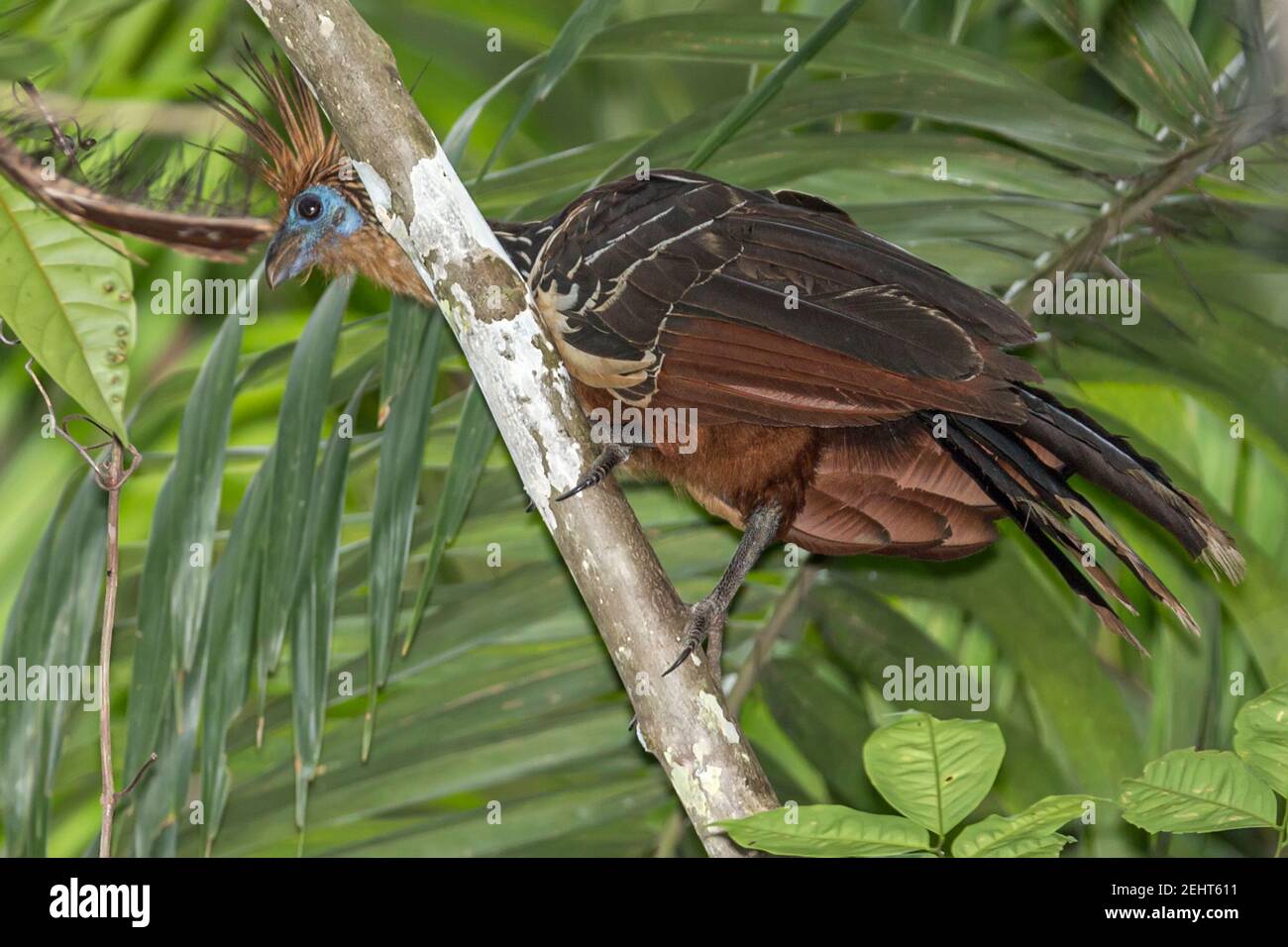 Hoatzin, Opisthocomus hoazin, aka Reptilienvogel, Skunk-Vogel, Stinkbird, Canje Fasan & Stinky Türkei, Napo River, Amazonas Regenwald, Yasuni National Stockfoto