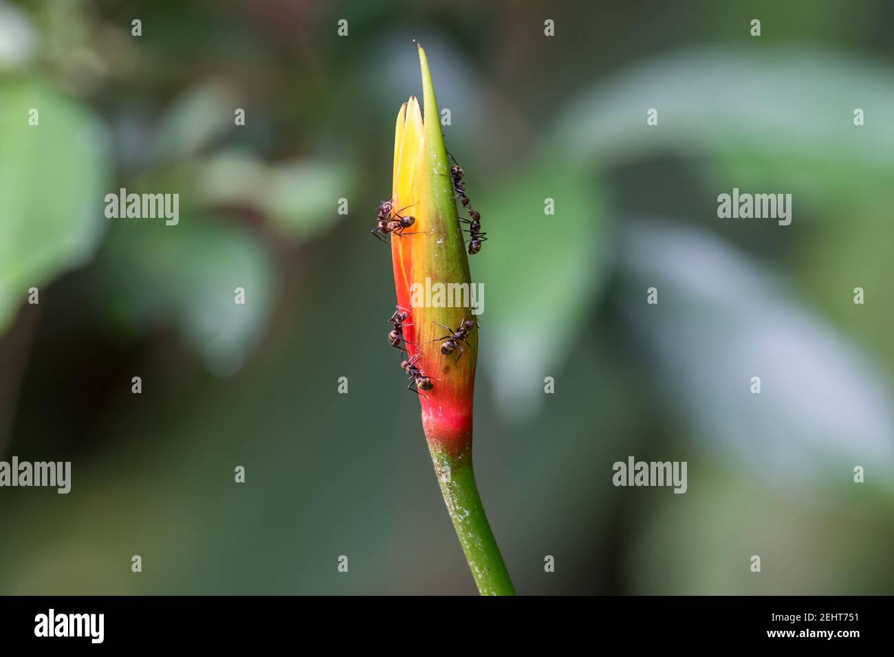 Blume mit Bullet Ameise, Paraponera clavata, Amazonas-Regenwald, Yasuni National Park, Napo River, Ecuador Stockfoto