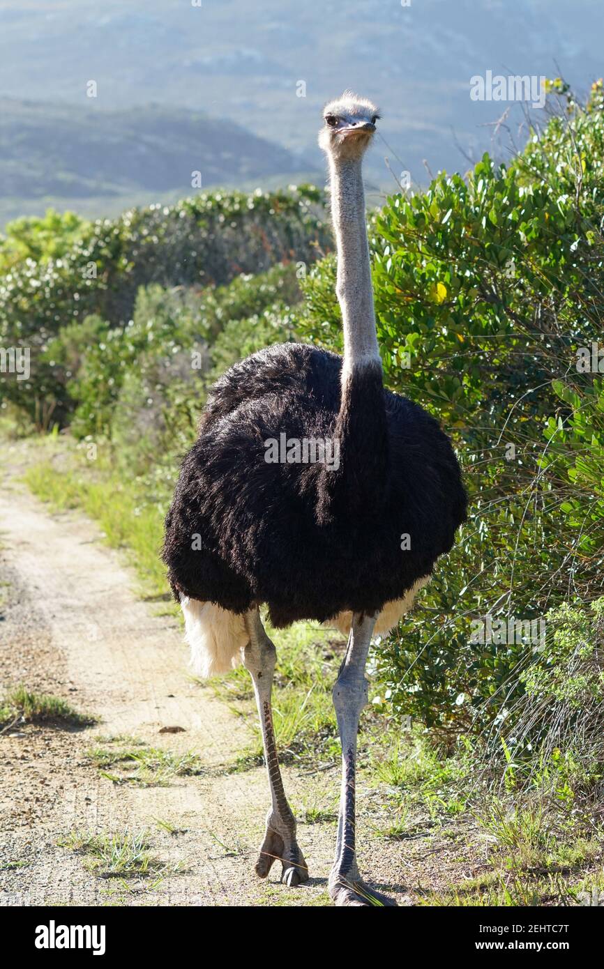 Männlicher Strauß (Struthio) Portrait Nahaufnahme in freier Wildbahn im Cape Point Naturschutzgebiet, Südafrika Stockfoto