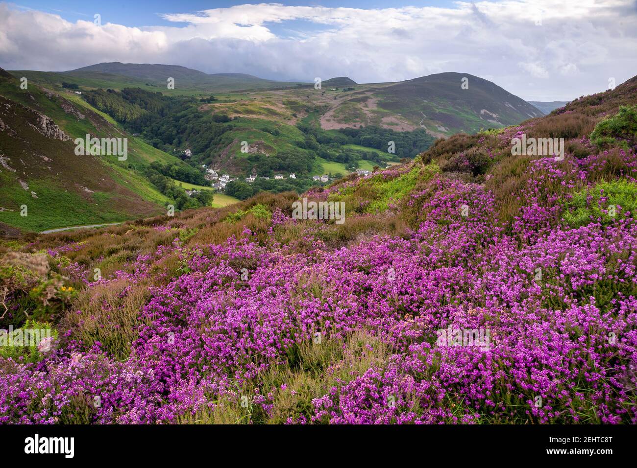 Violette Heidekraut am Sychnant Pass, Nordwales Stockfoto