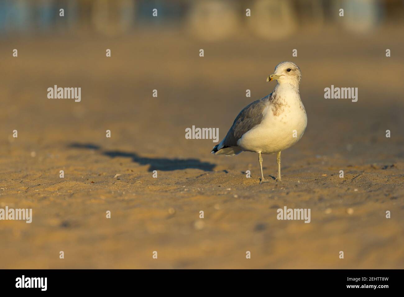 California Gull Larus californicus, am Sandstrand, Santa Barbara, Kalifornien, Oktober Stockfoto