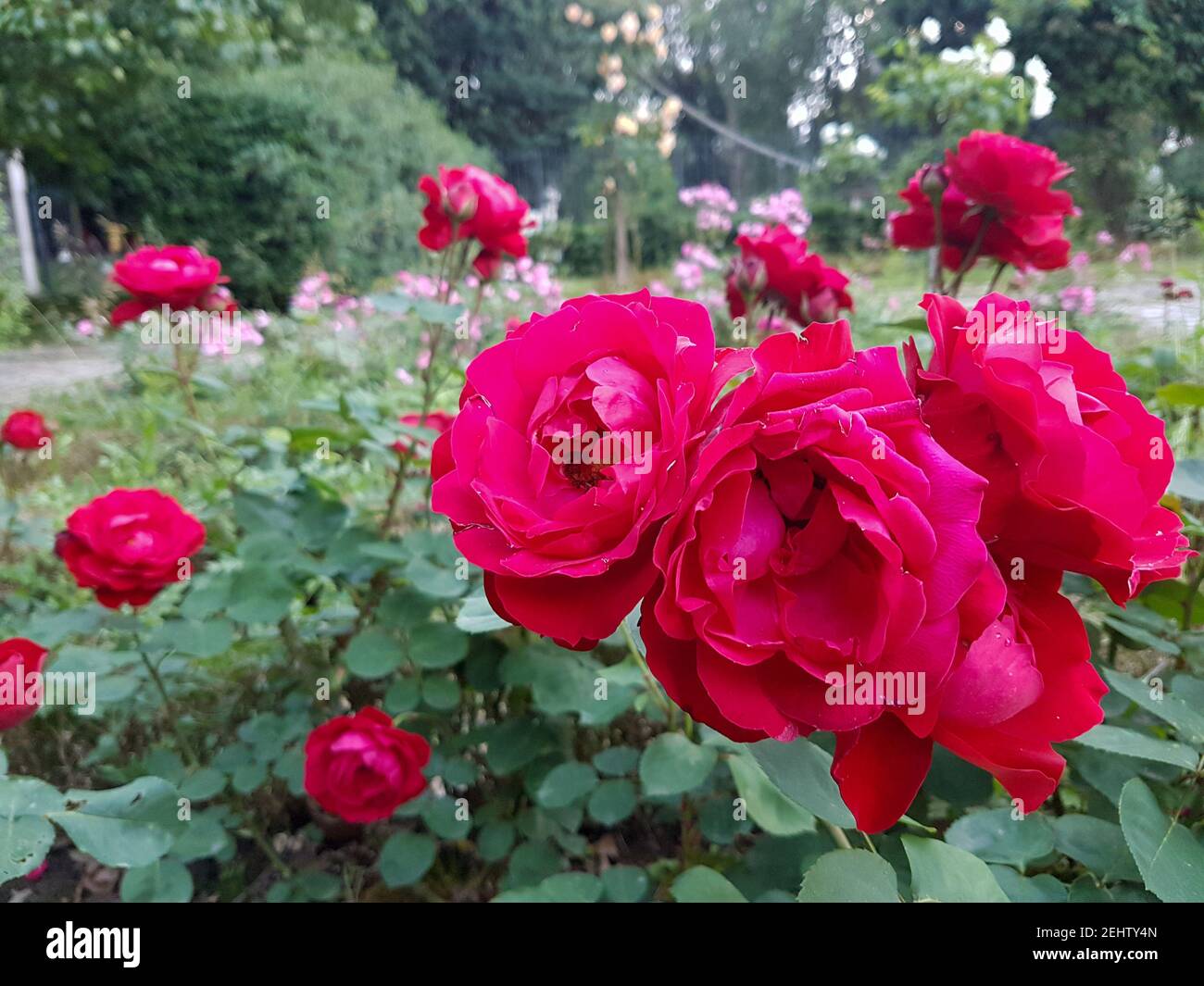 Eine Nahaufnahme einer Blume rot Stockfoto