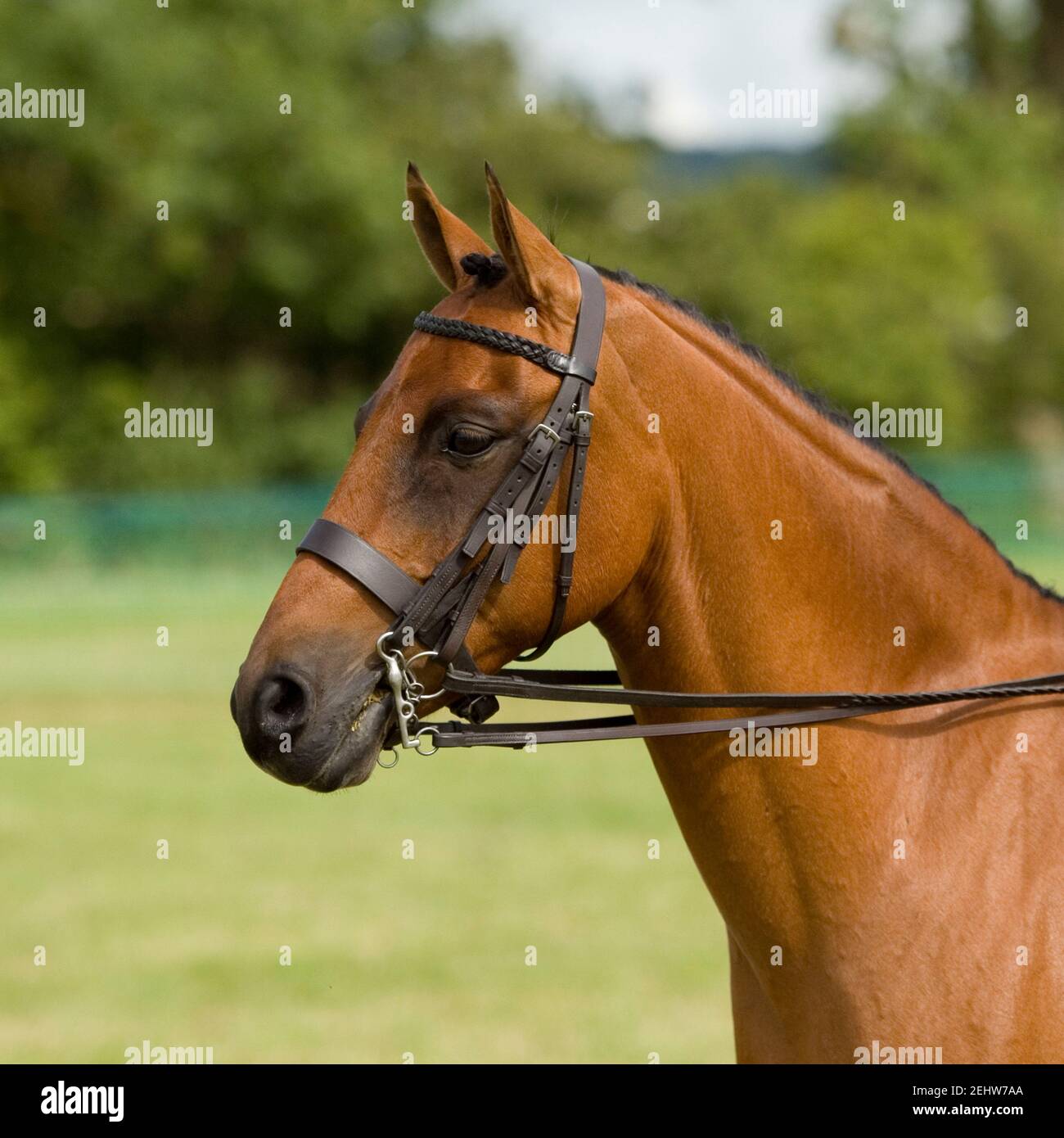 Pferd Stockfoto