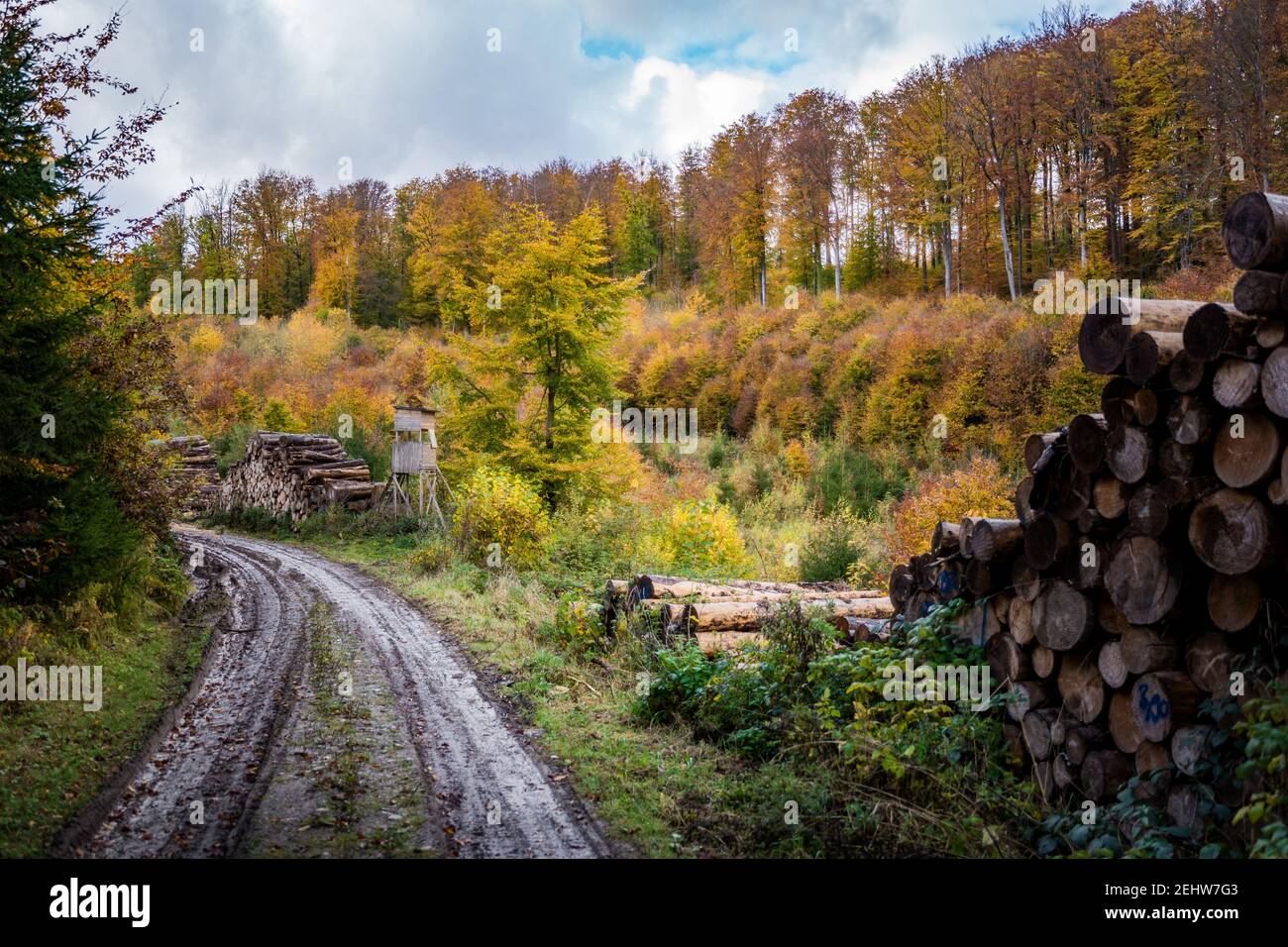 Herbst Wald in den Bergen Stockfoto