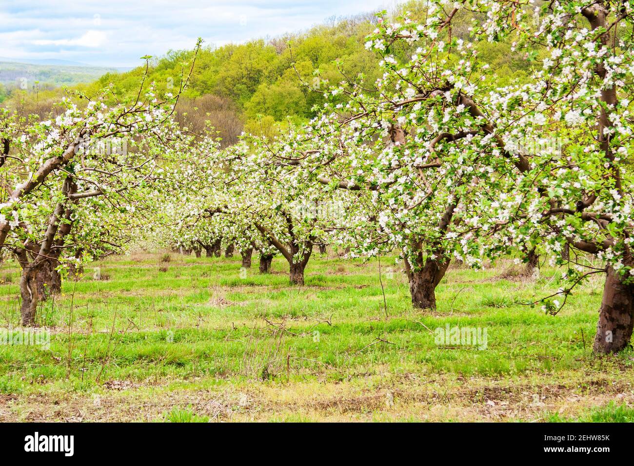 Obstgarten mit Apfelbäumen während der Blüte Stockfoto