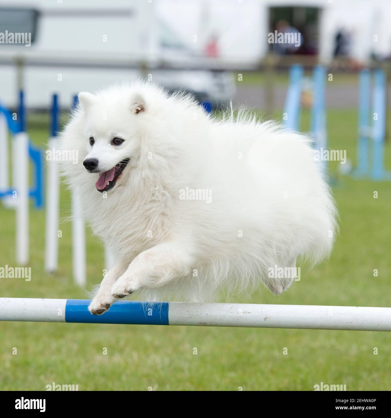 Japanisches spitz Stockfoto