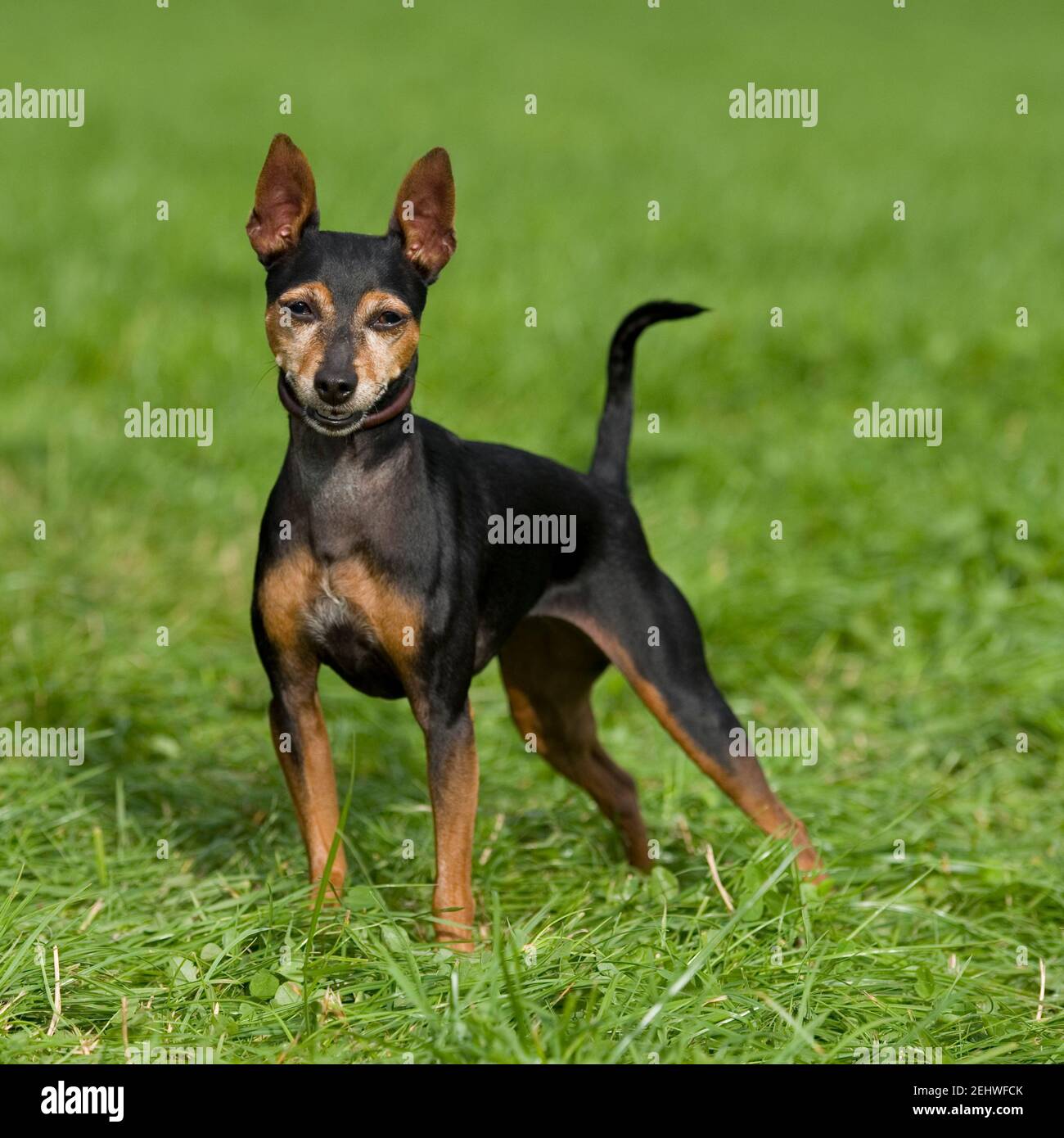 Ohren Kupiert Stockfotos Und Bilder Kaufen Alamy